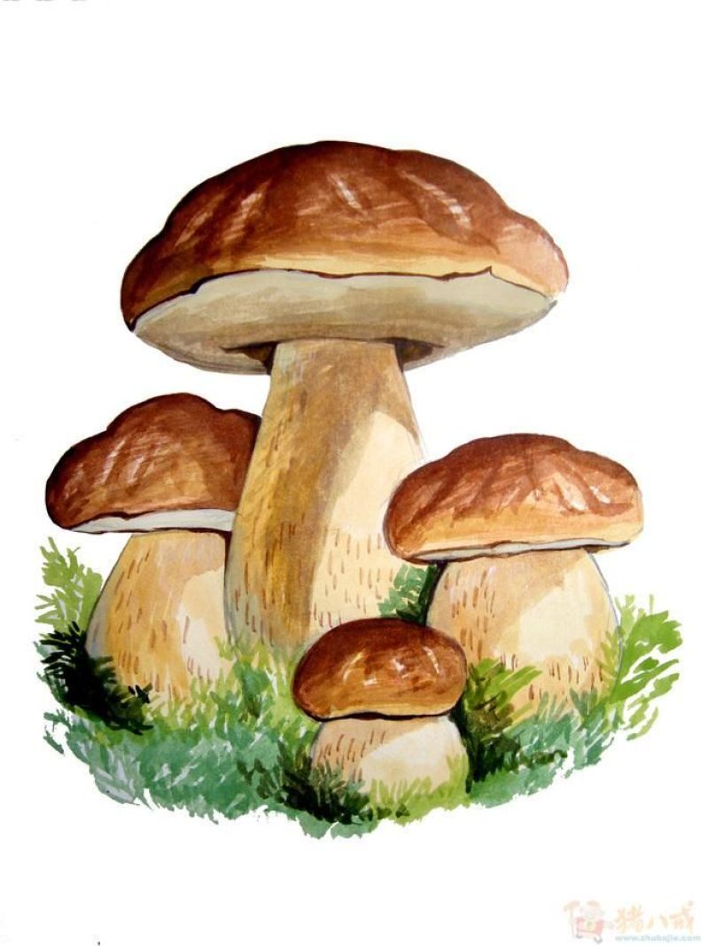 云南野生菌