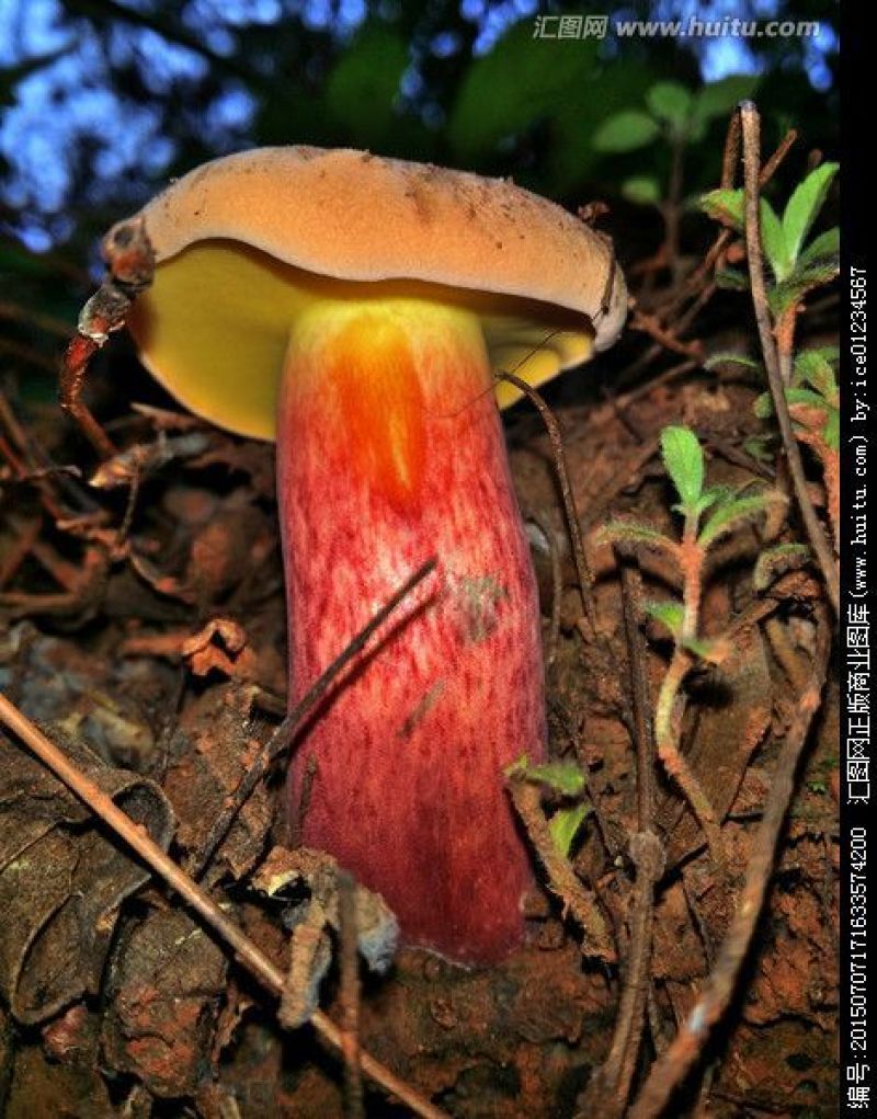云南野生菌