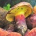 云南野生菌