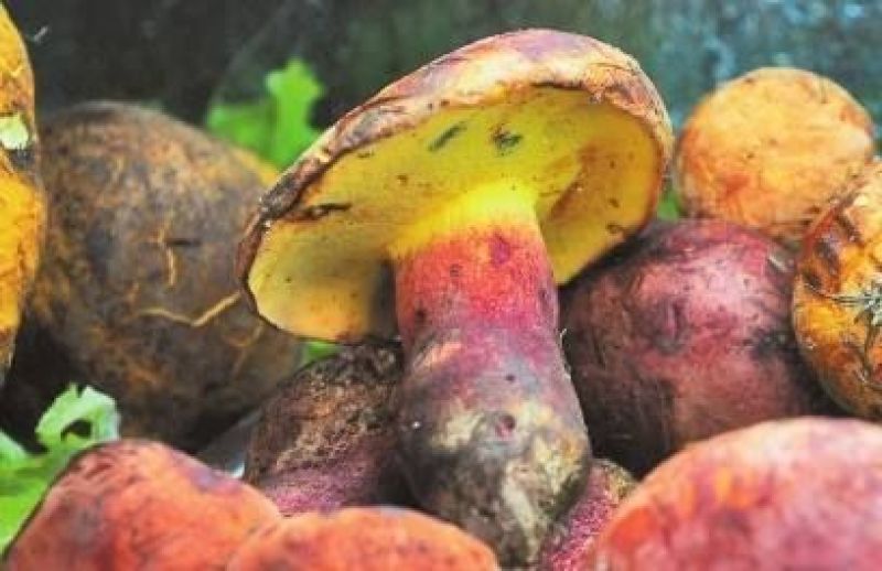 云南野生菌