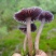云南野生菌