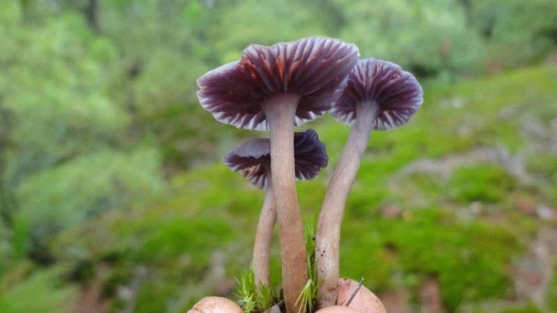 云南野生菌