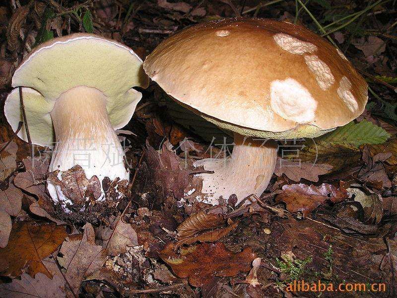 云南野生菌