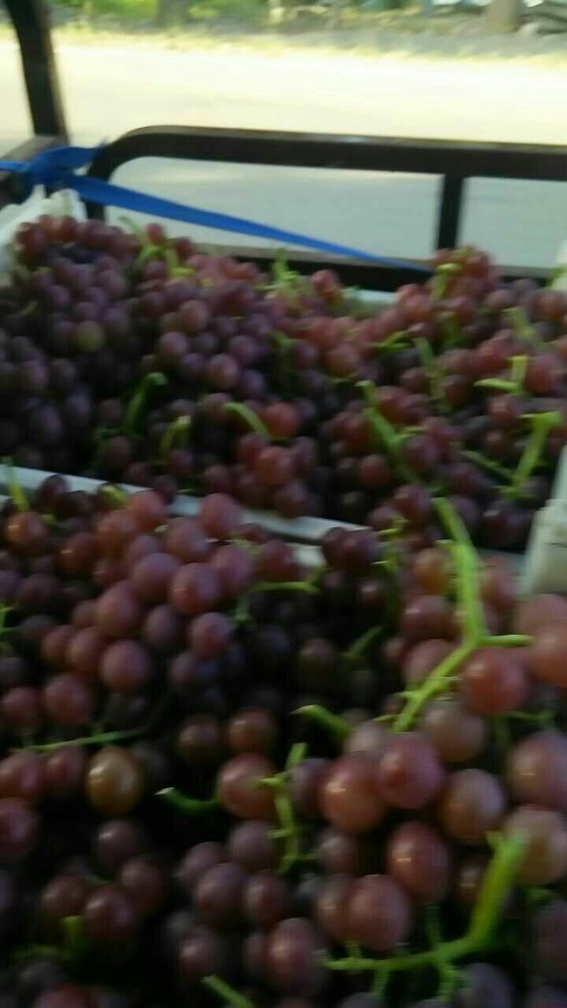 葡萄