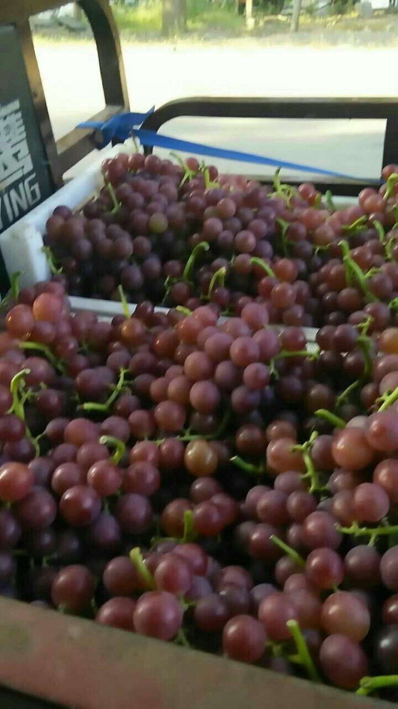 葡萄