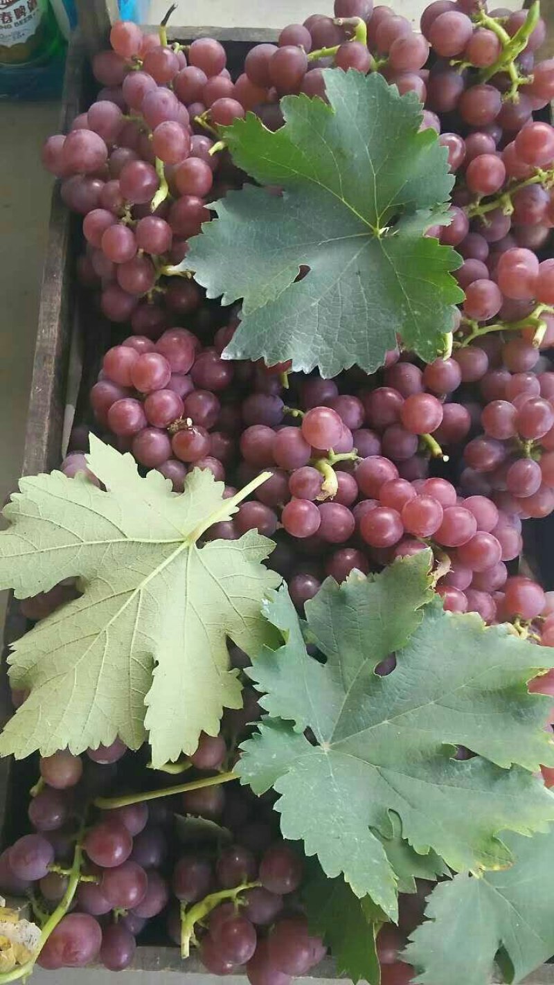 葡萄