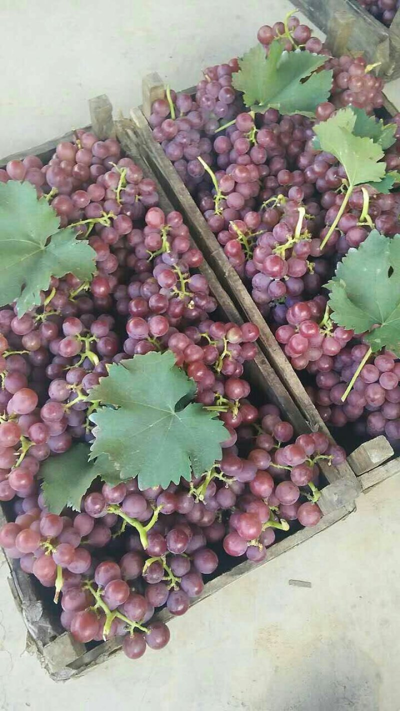 葡萄