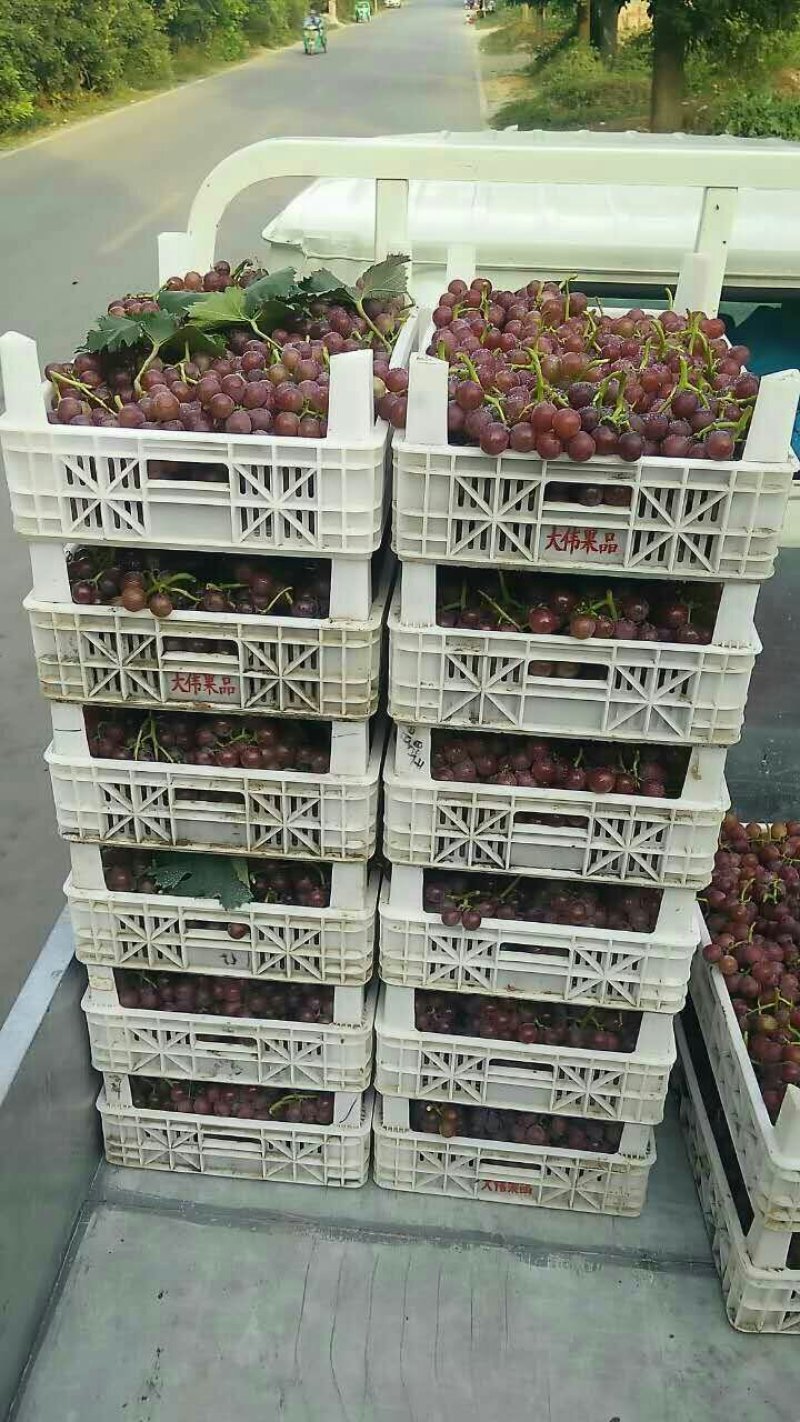 葡萄