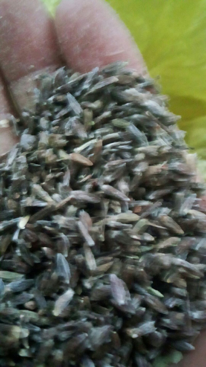 苍术
