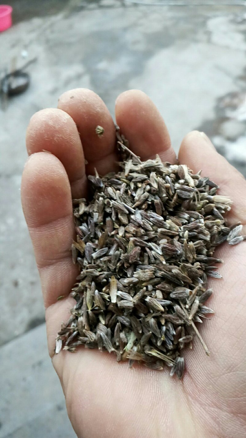 苍术