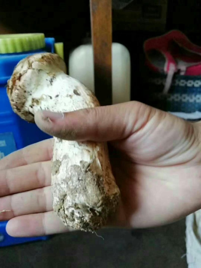 出售自家山场松茸礼品松茸货源充足，全年供货代发全国