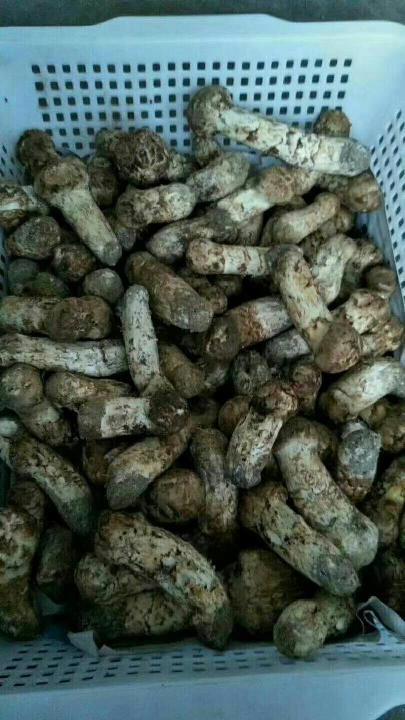 出售自家山场松茸礼品松茸货源充足，全年供货代发全国