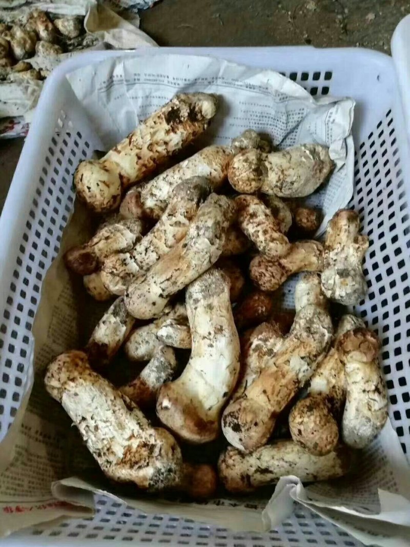 出售自家山场松茸礼品松茸货源充足，全年供货代发全国
