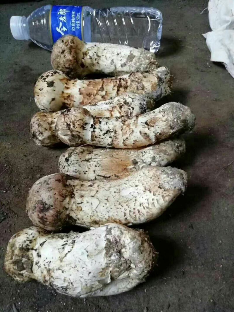 出售自家山场松茸礼品松茸货源充足，全年供货代发全国