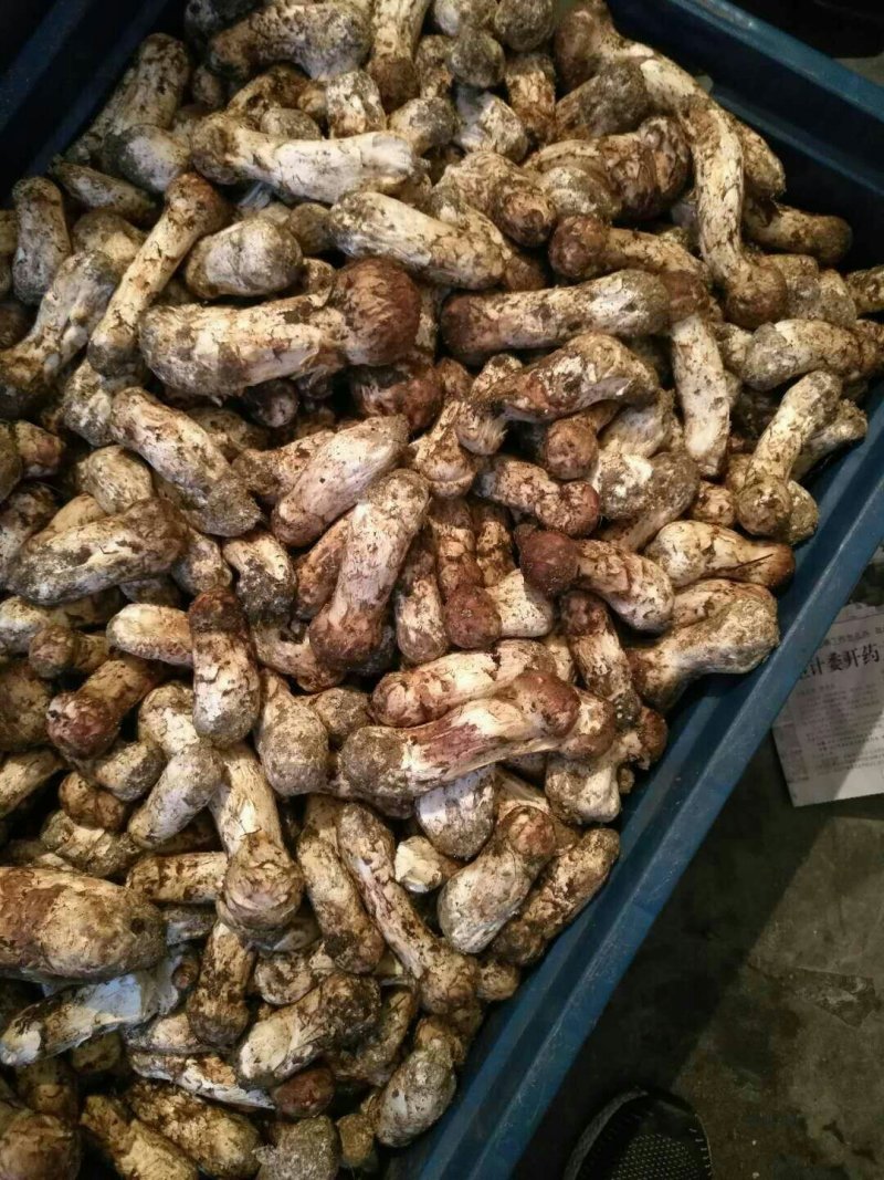 出售自家山场松茸礼品松茸货源充足，全年供货代发全国
