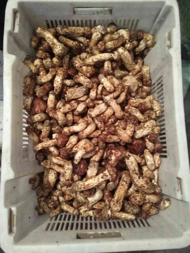 出售自家山场松茸礼品松茸货源充足，全年供货代发全国