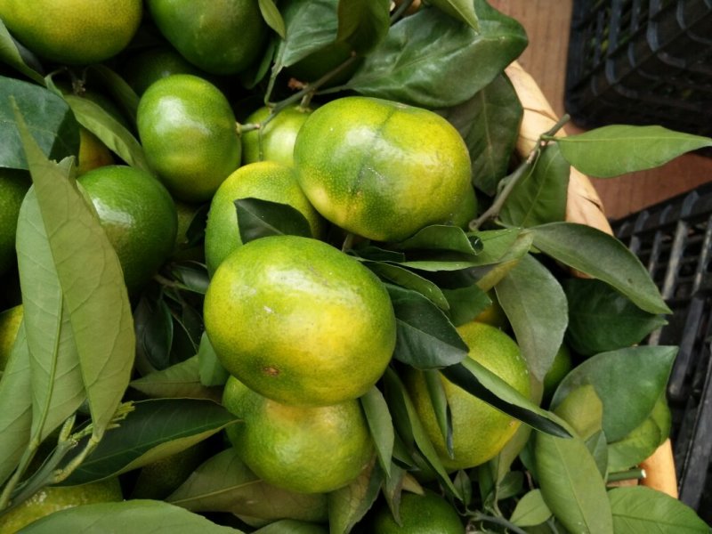 【优选】东江湖蜜橘60cm以上，皮薄、入口化渣