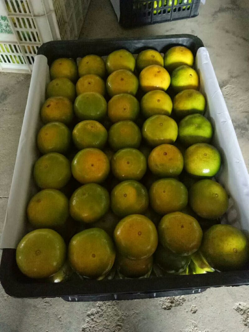 【优选】东江湖蜜橘60cm以上，皮薄、入口化渣