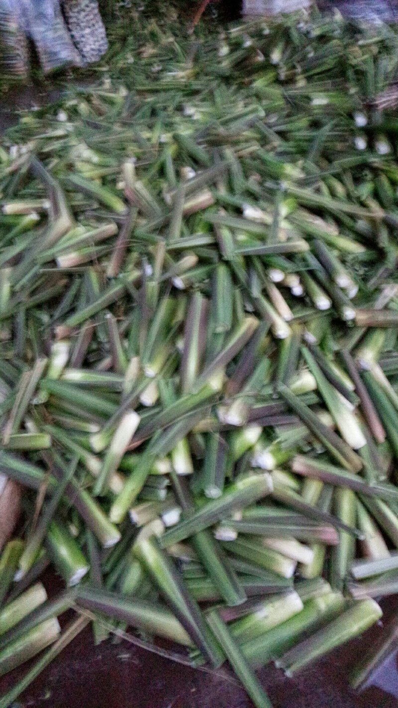 双季茭白，大白茭，单季茭白，冬茭
