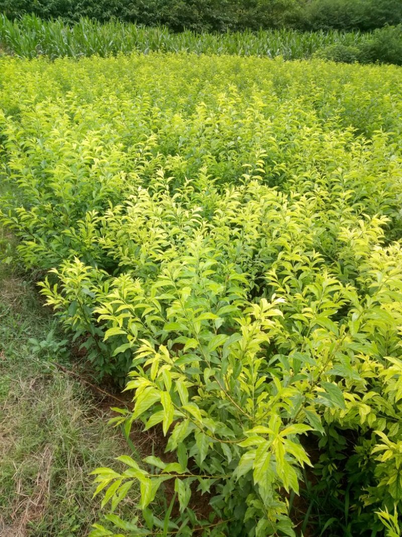 脆红李/晚熟/脆甜/离核/技术免费/提供包装现挖现发