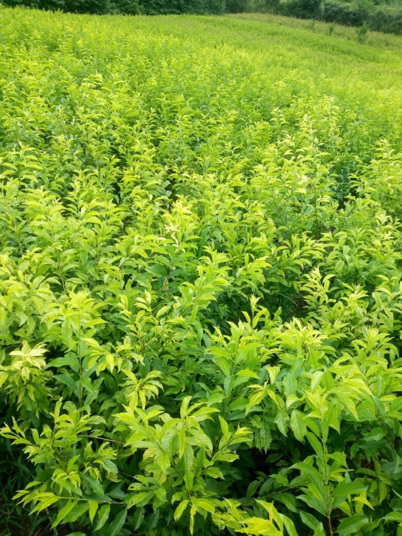 脆红李/晚熟/脆甜/离核/技术免费/提供包装现挖现发
