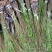 脆红李/晚熟/脆甜/离核/技术免费/提供包装现挖现发