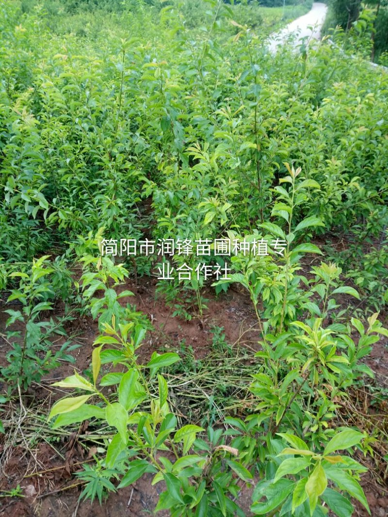 脆红李/晚熟/脆甜/离核/技术免费/提供包装现挖现发