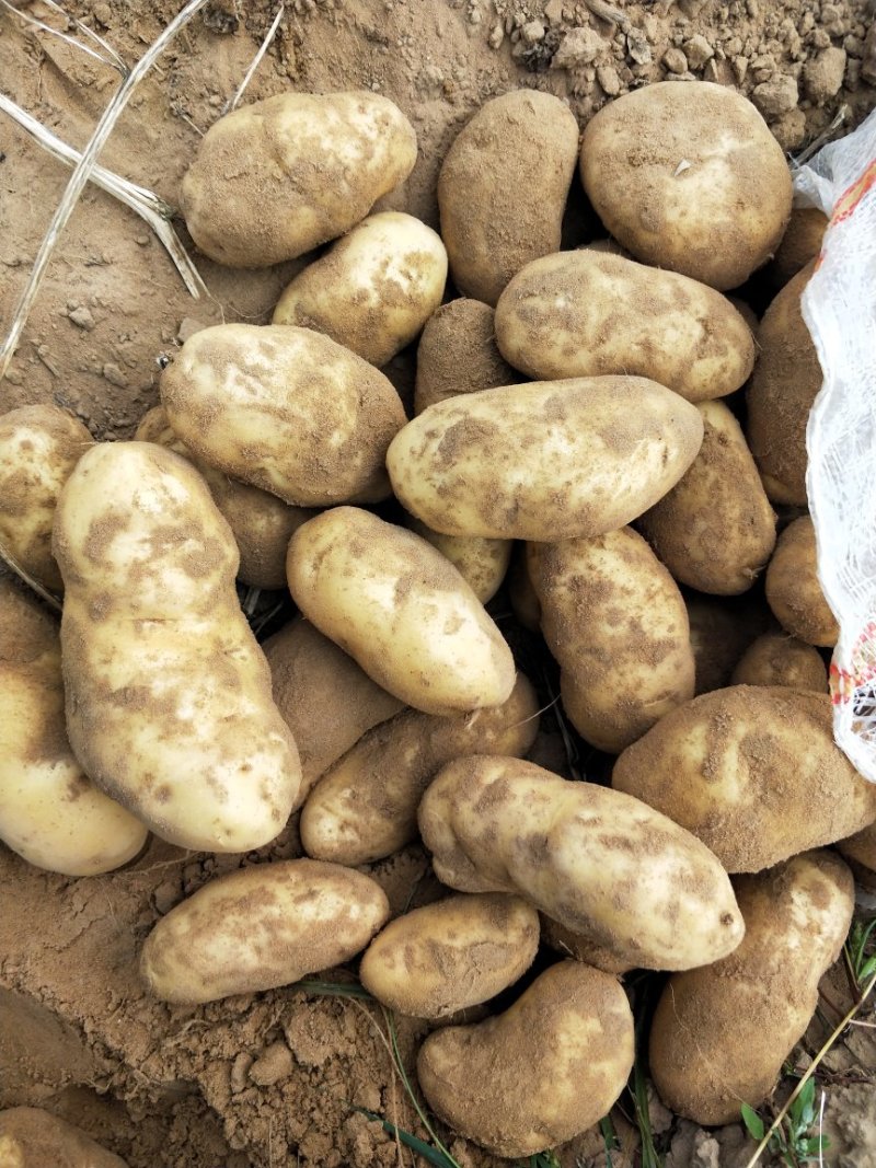 上千亩基地土豆库存货，大量开始出库，价格合理
