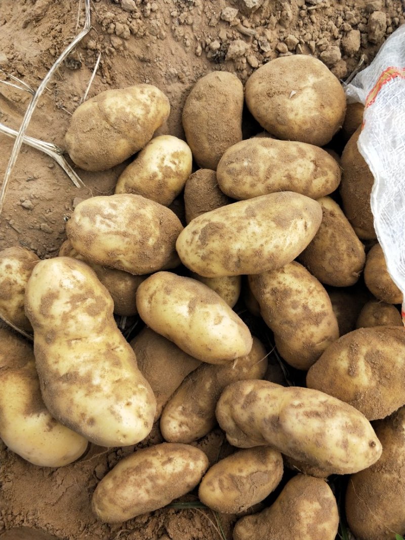 上千亩基地土豆库存货，大量开始出库，价格合理
