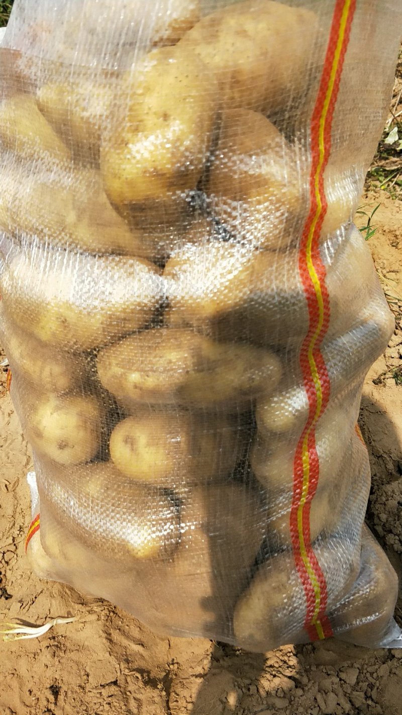 上千亩基地土豆库存货，大量开始出库，价格合理