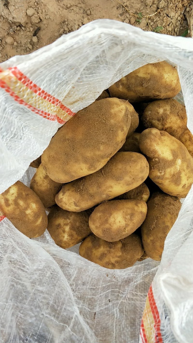 上千亩基地土豆库存货，大量开始出库，价格合理