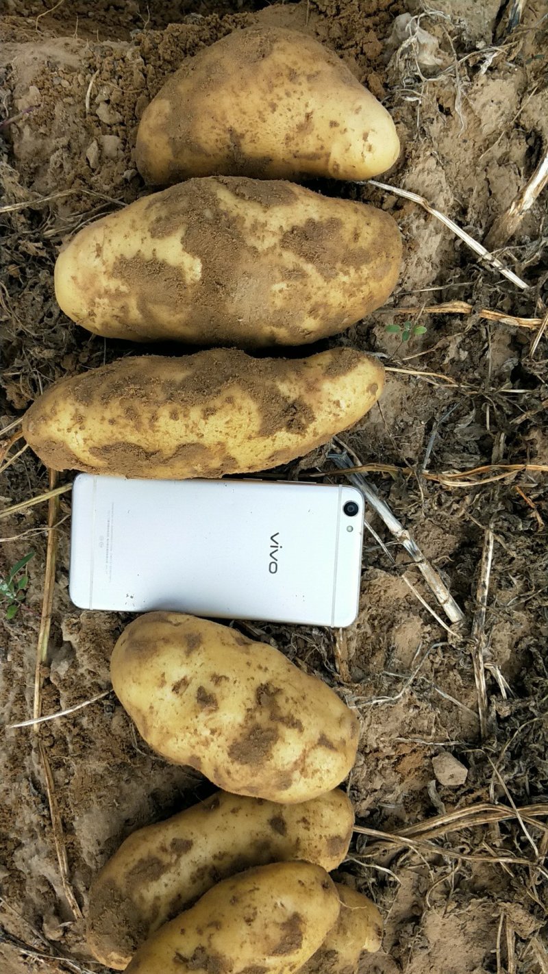 上千亩基地土豆库存货，大量开始出库，价格合理