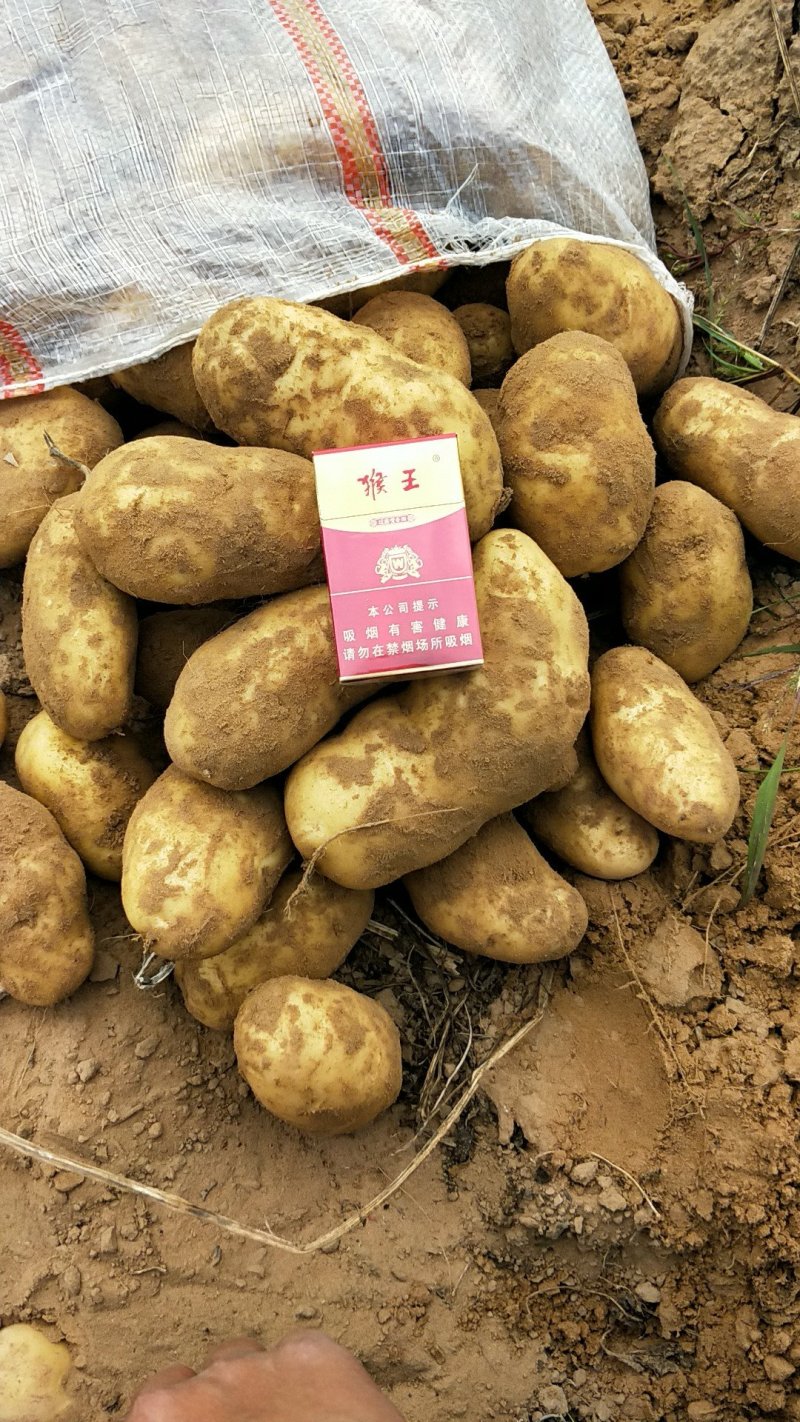 上千亩基地土豆库存货，大量开始出库，价格合理