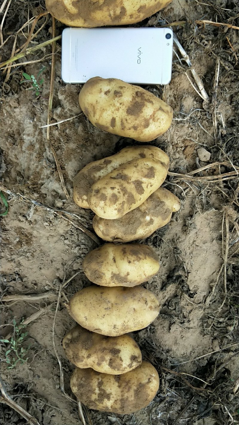 上千亩基地土豆库存货，大量开始出库，价格合理