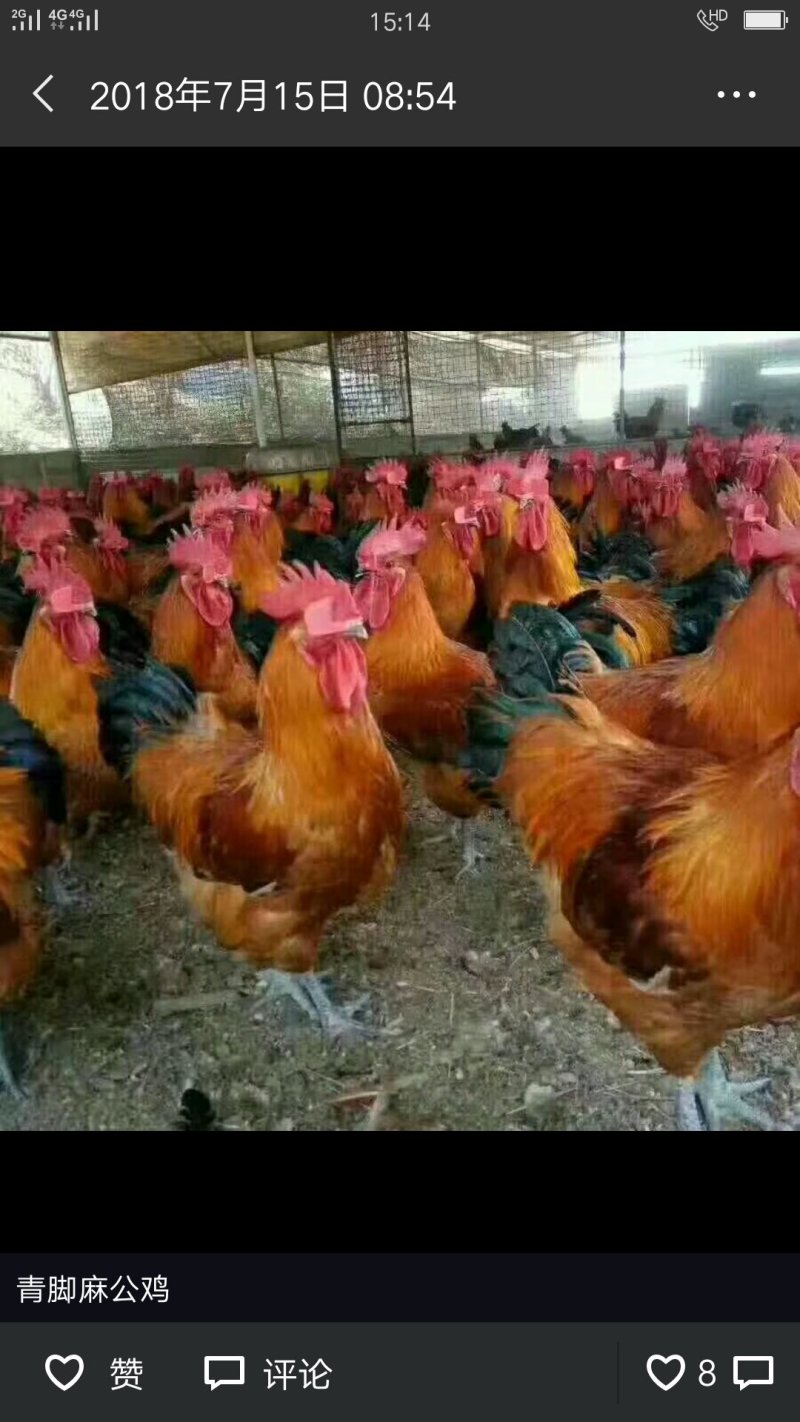 豫中鸡鸭鹅苗孵化脱温养殖场,