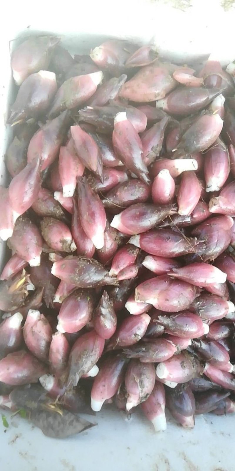 阳荷，