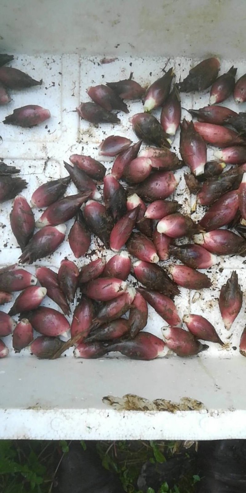阳荷，