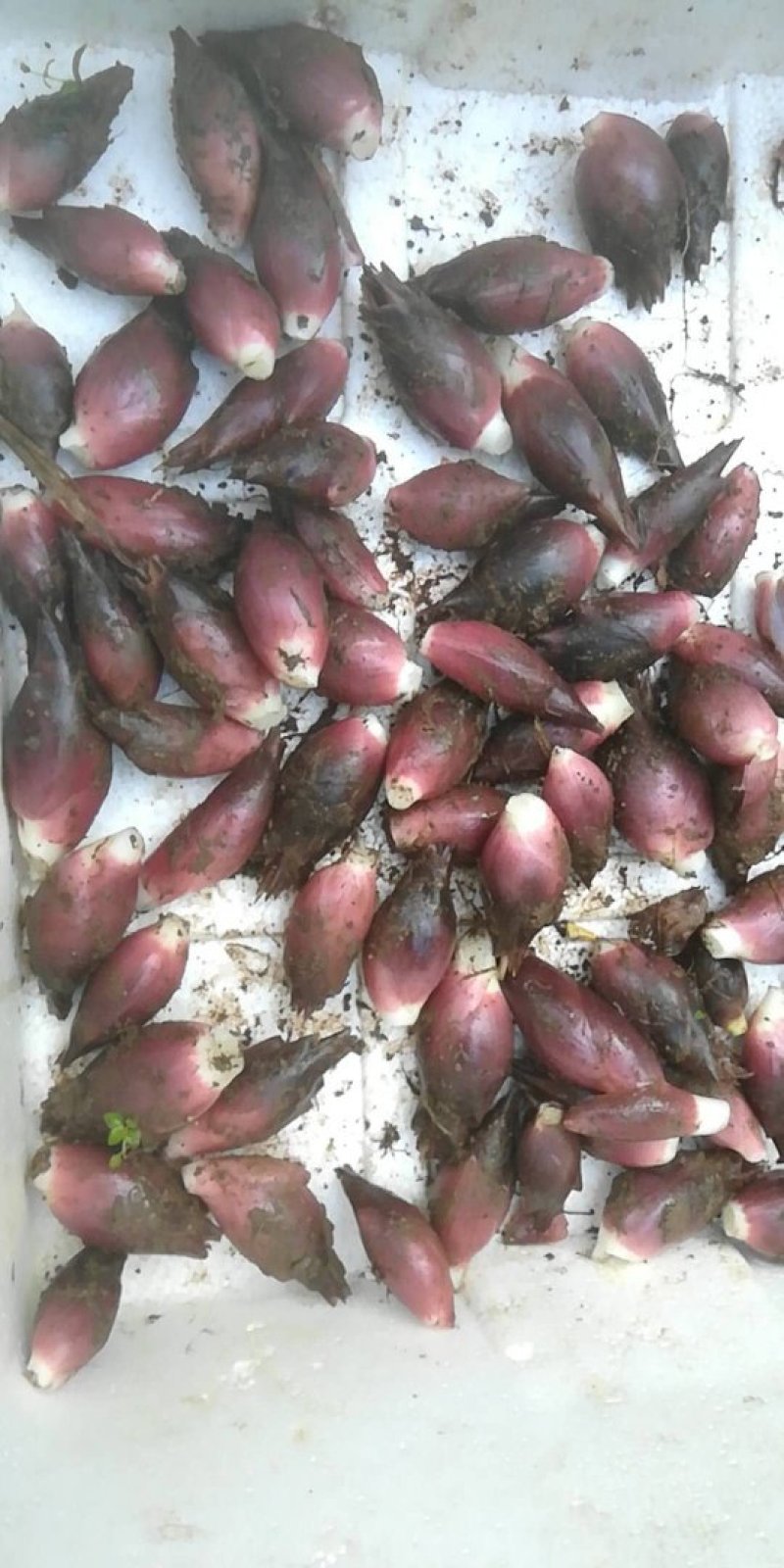 阳荷，