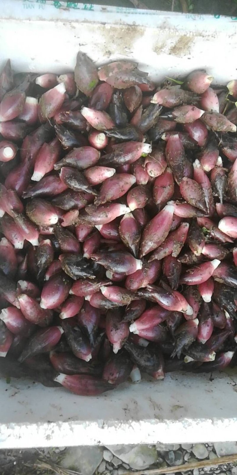 阳荷，