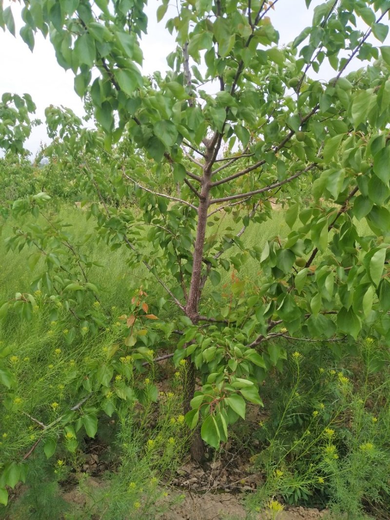 精品杏树，杏树苗，金太阳杏树苗，凯特杏树苗，占地杏树