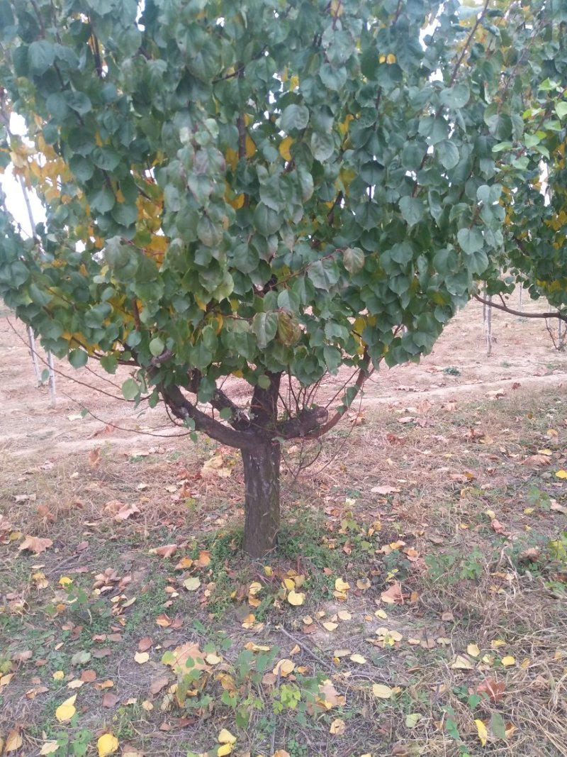 精品杏树，杏树苗，金太阳杏树苗，凯特杏树苗，占地杏树