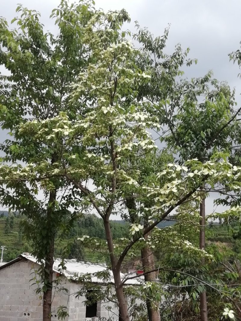 四照花