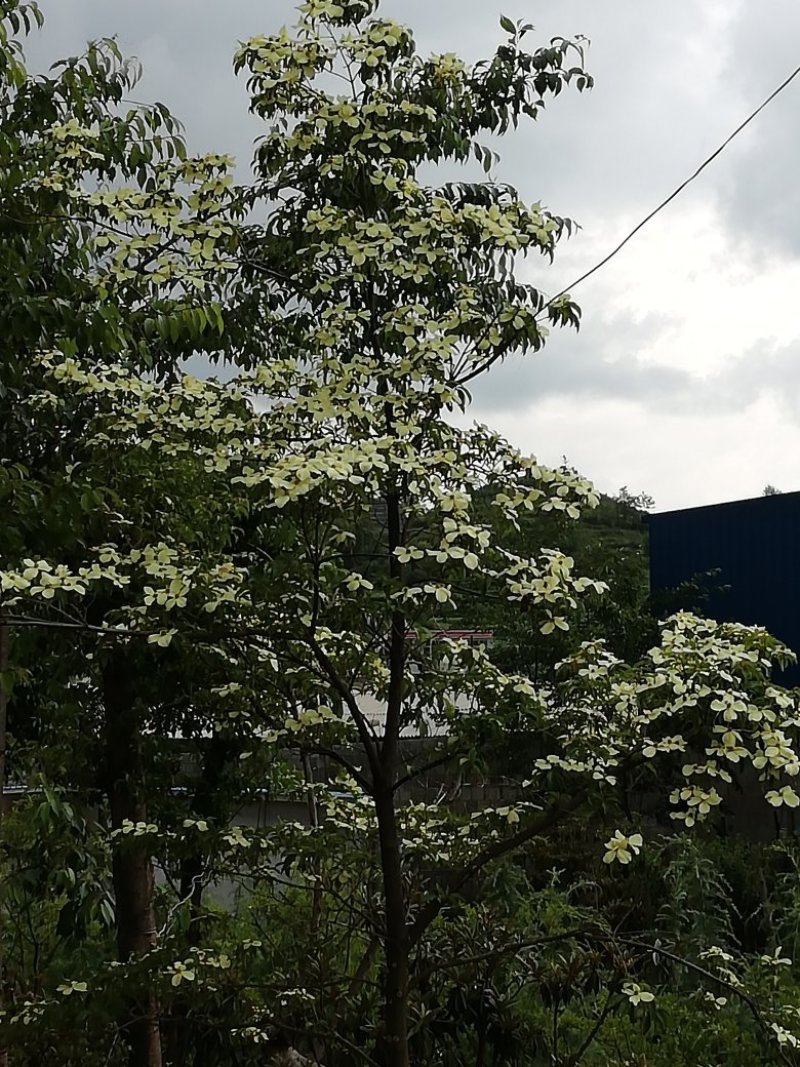 四照花