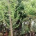 四照花