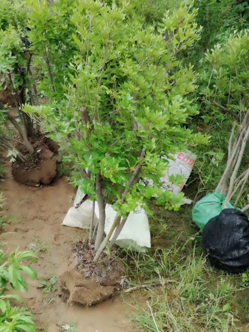 供应各种规格映山红