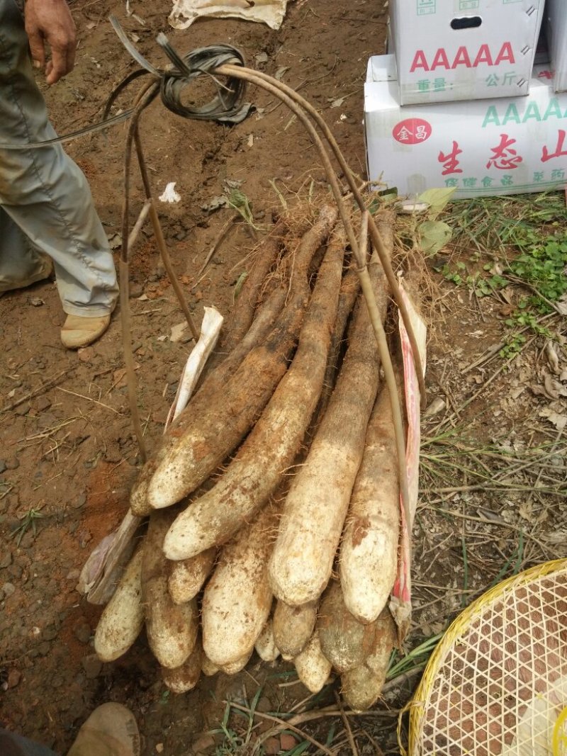 广西淮山。黑鬼，白鬼，红鬼，滚地龙都有货