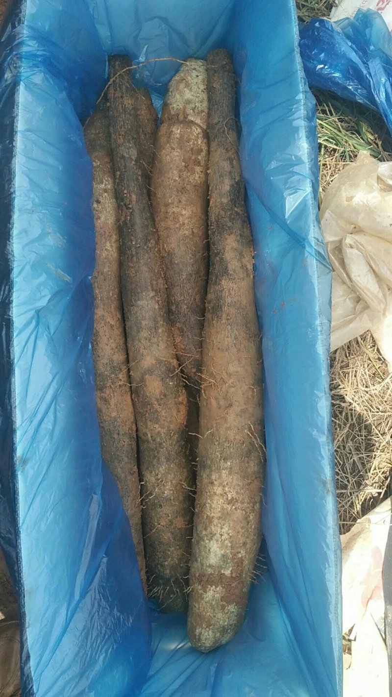 广西淮山。黑鬼，白鬼，红鬼，滚地龙都有货