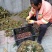太行山板栗，23年添加新设备往新老顾客回购，