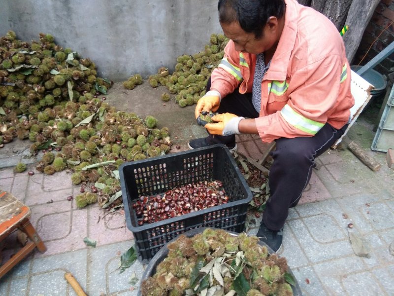 太行山板栗，23年添加新设备往新老顾客回购，