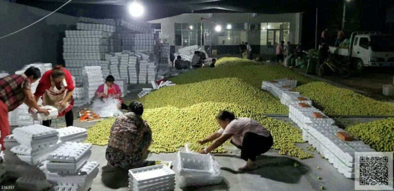 电商供应链对接直播带货社区团购美团多多基地一手货源